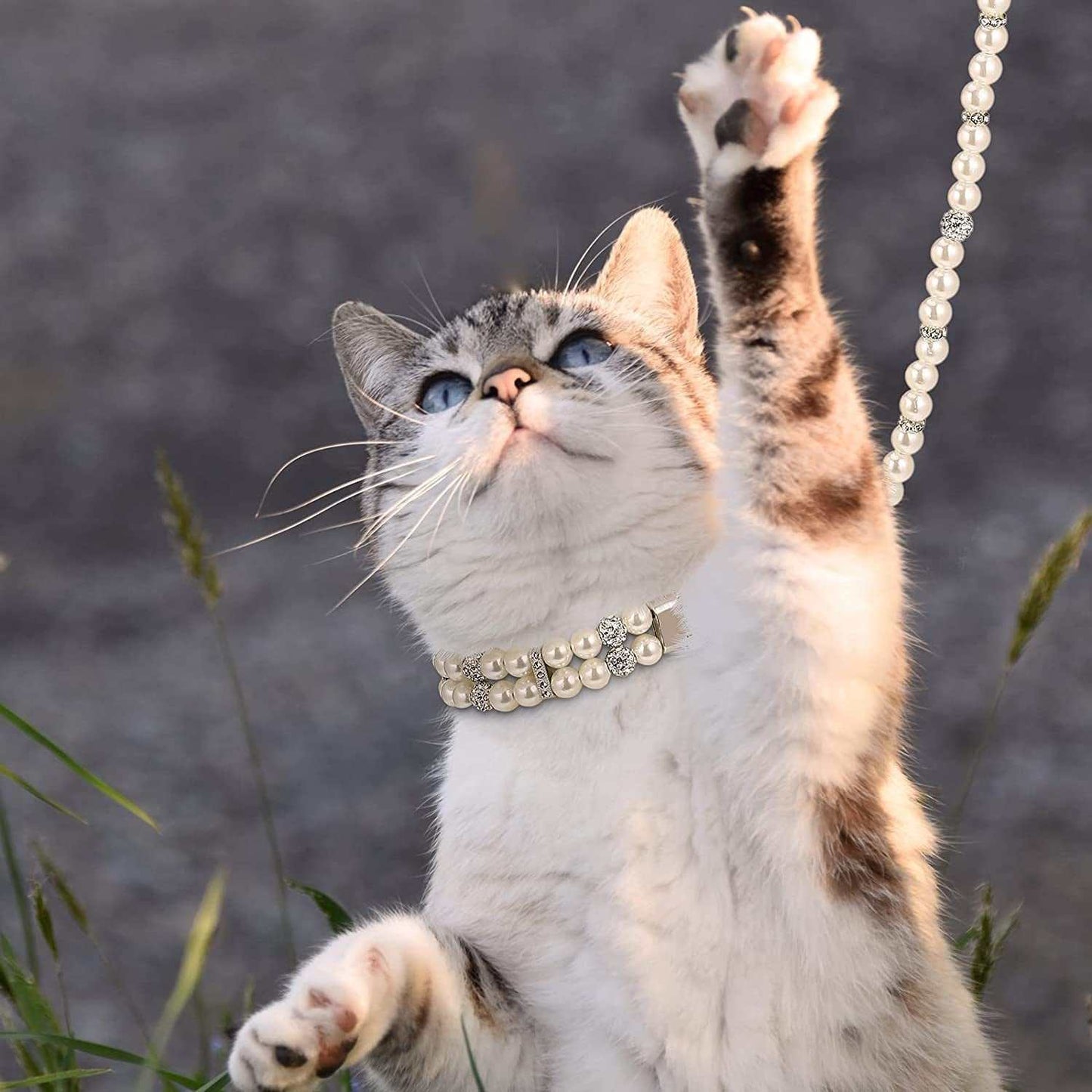 Cute cat playing outdoors wearing an elegant dog leash with pearls, showcasing a stylish design