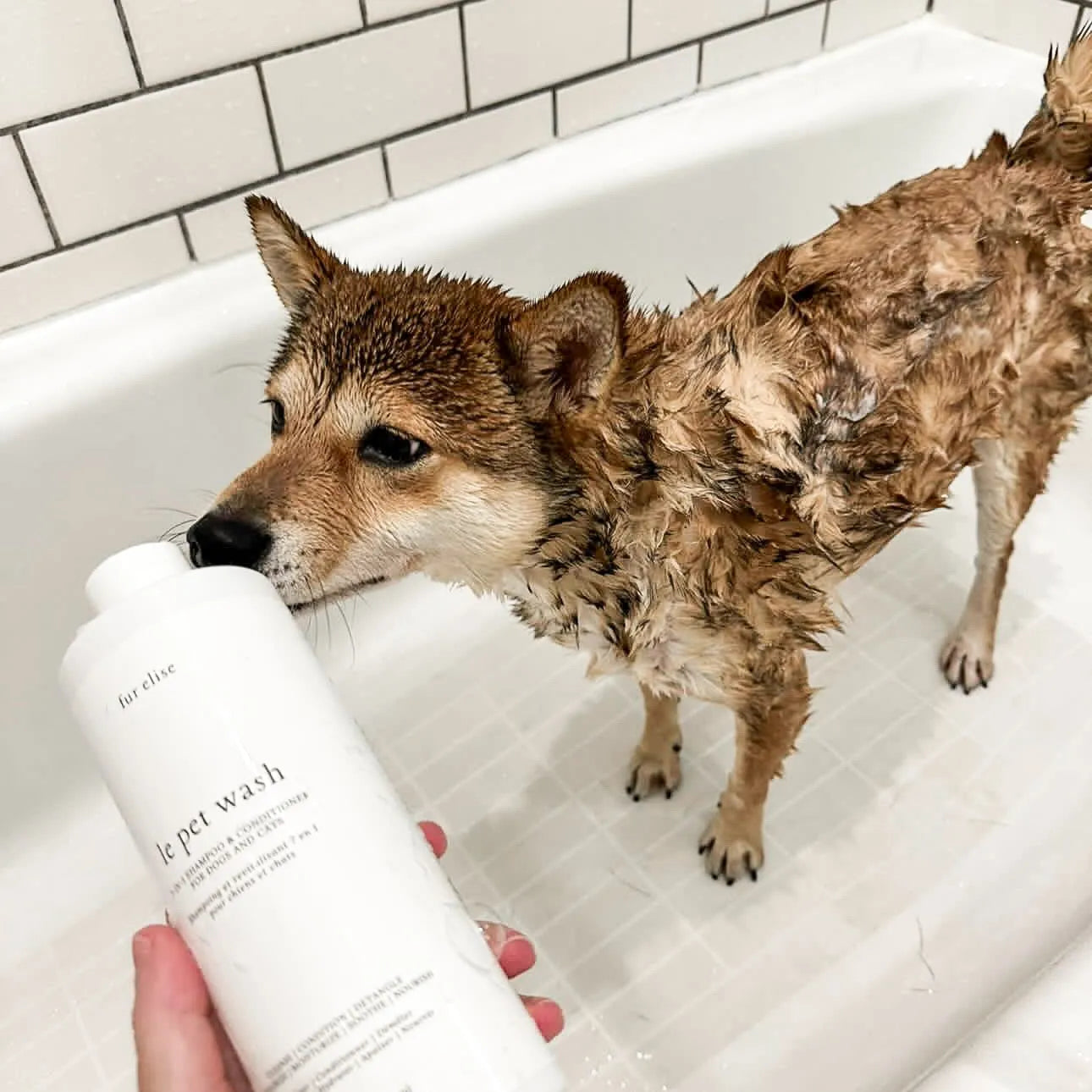 Elise Galleria - Le Pet Wash - Pet Wash