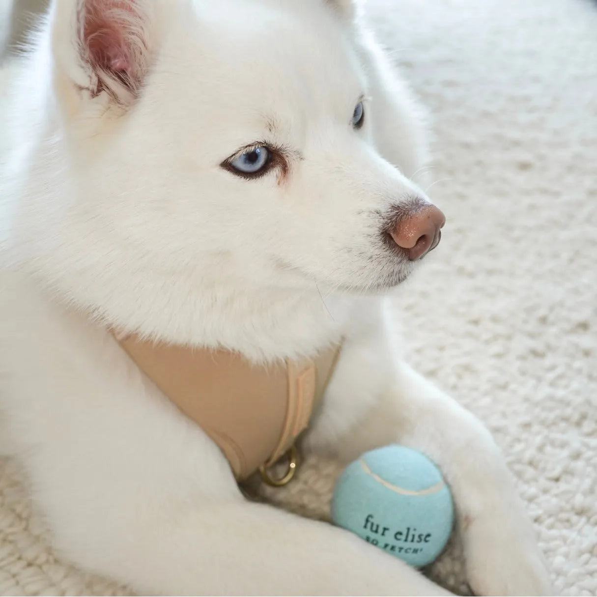 Elise Galleria - So Fetch! Tennis Ball - Cloud - Toys