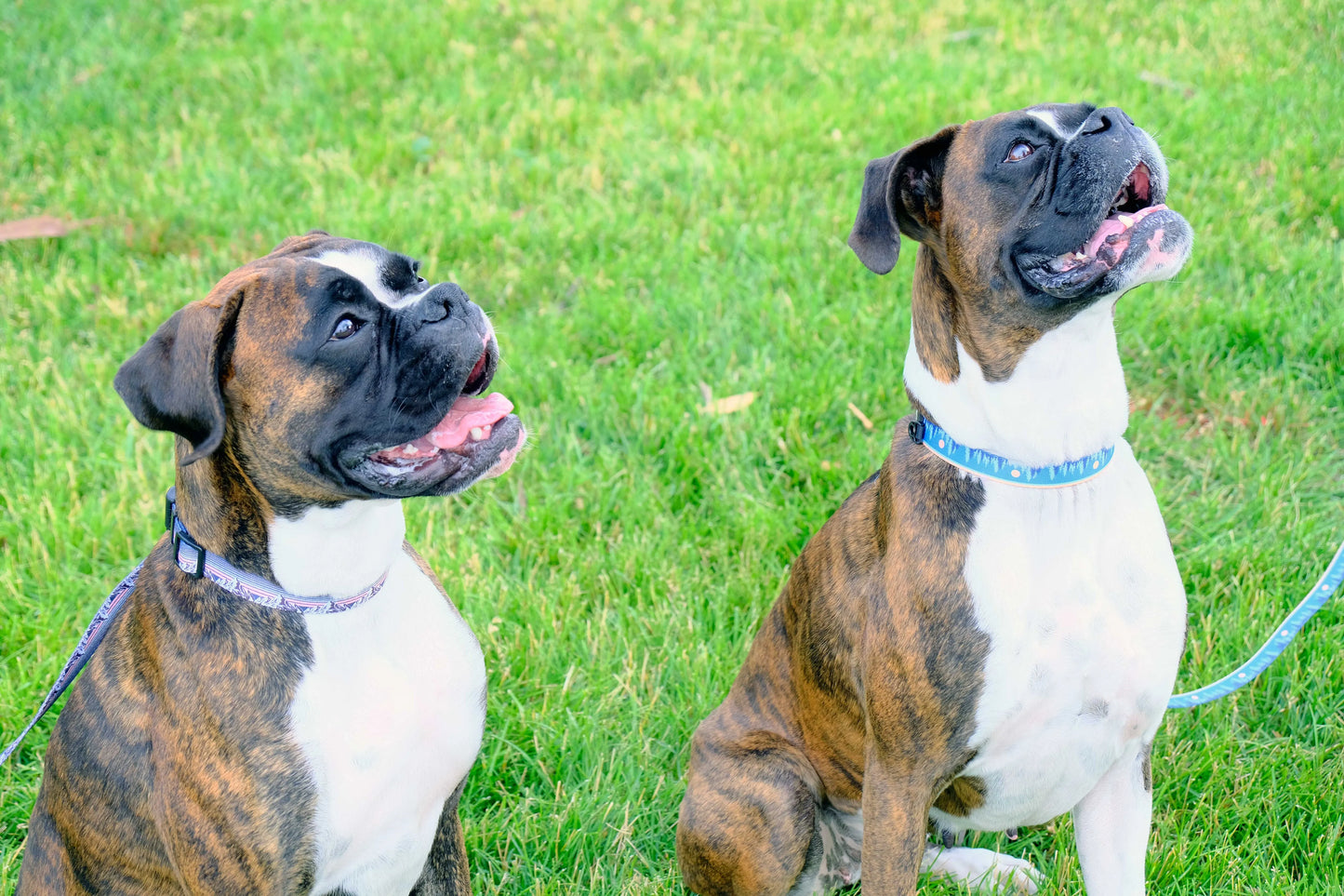 Euro-Dog Collars and Leads - Outdoor Style Cactus Cream Nylon Dog Collar - Dog Collars