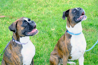 Euro-Dog Collars and Leads - Outdoor Style Cactus Cream Nylon Dog Collar - Dog Collars