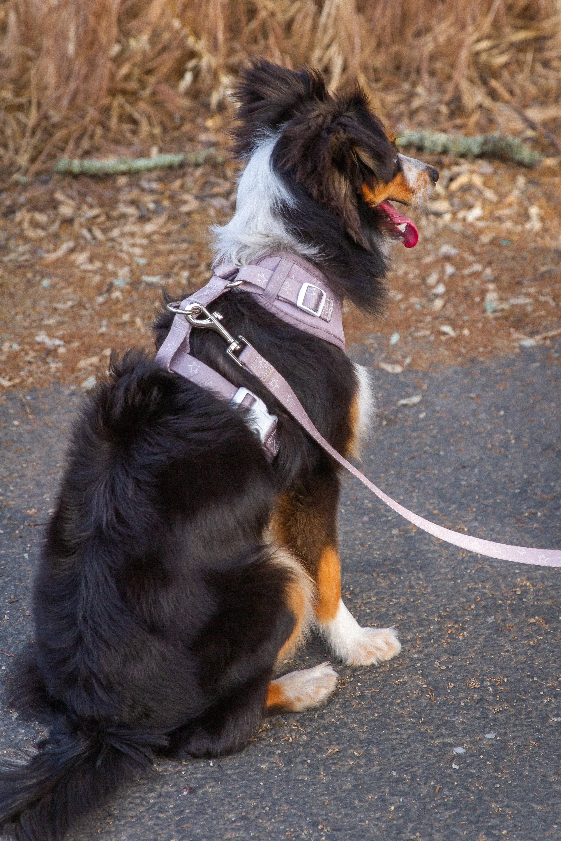 EverWoof - Asteria Leash - Leashes