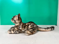 Plush American Shorthair Order to Make