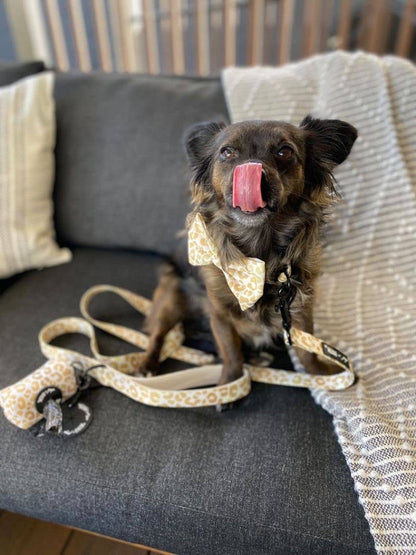You're So Golden Leopard Gold Bow Tie Dog Collar Attachment
