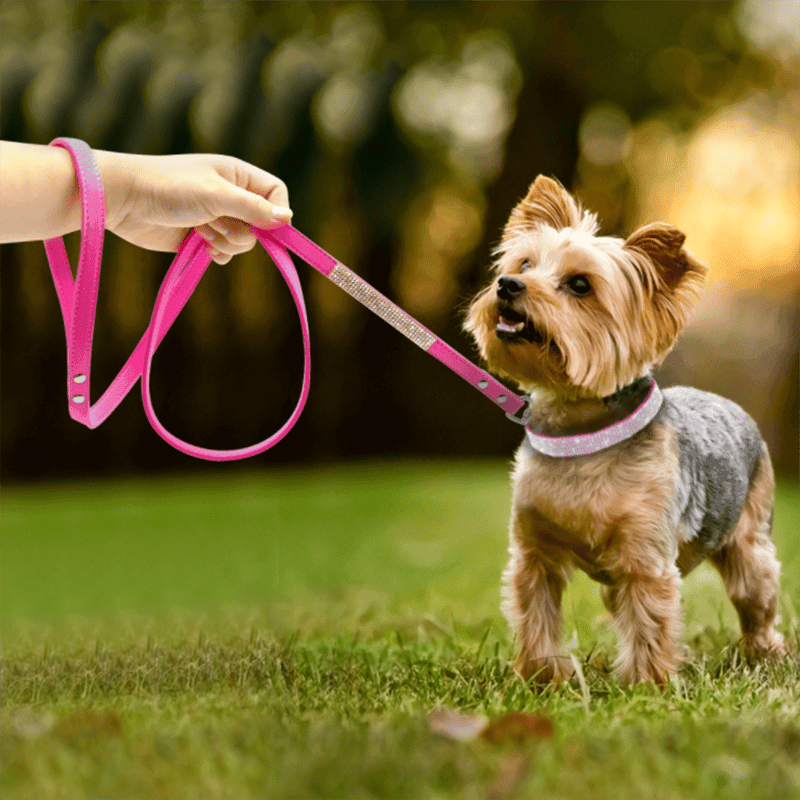Small dog wearing fashionable dog collars for small dogs with pink leash held by hand outdoors