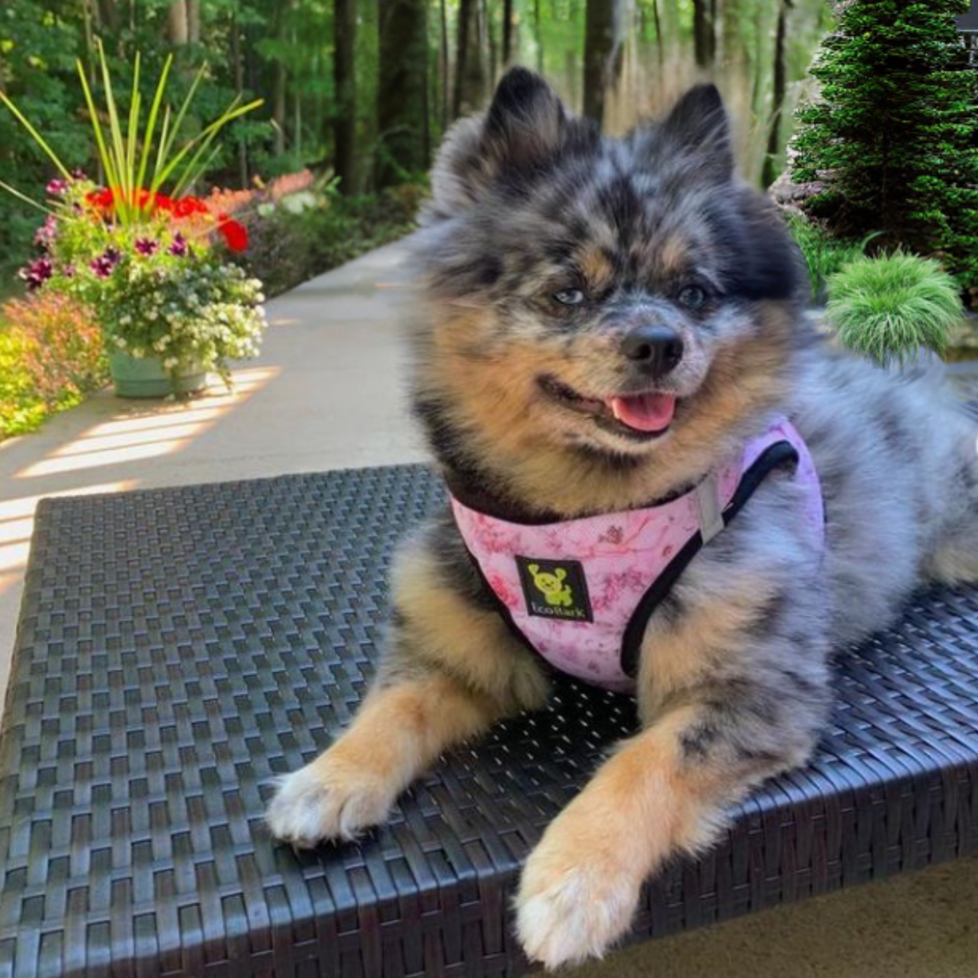 Dog Harness EcoBark Step In Harness XXXS to Small Breeds- - gallery product image for dog harness