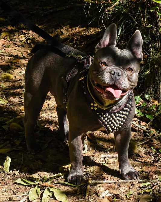 ''Frenchie'' studded leather harness Small to Medium Size - WooF WooF MeoW MeoW