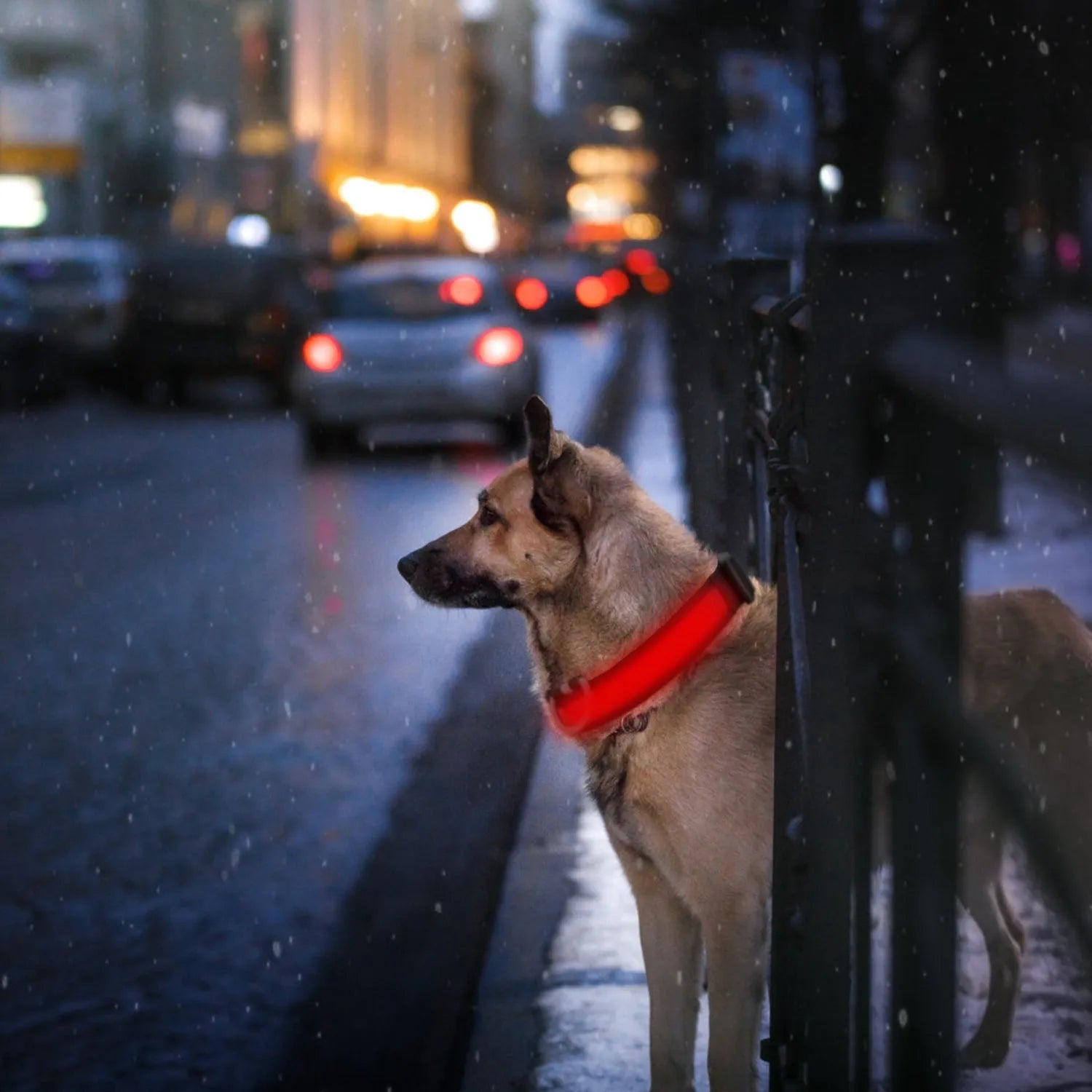 GBruno LED Dog Collar USB in vibrant color, perfect for nighttime walks, priced at $13.99, ideal for stylish dogs.