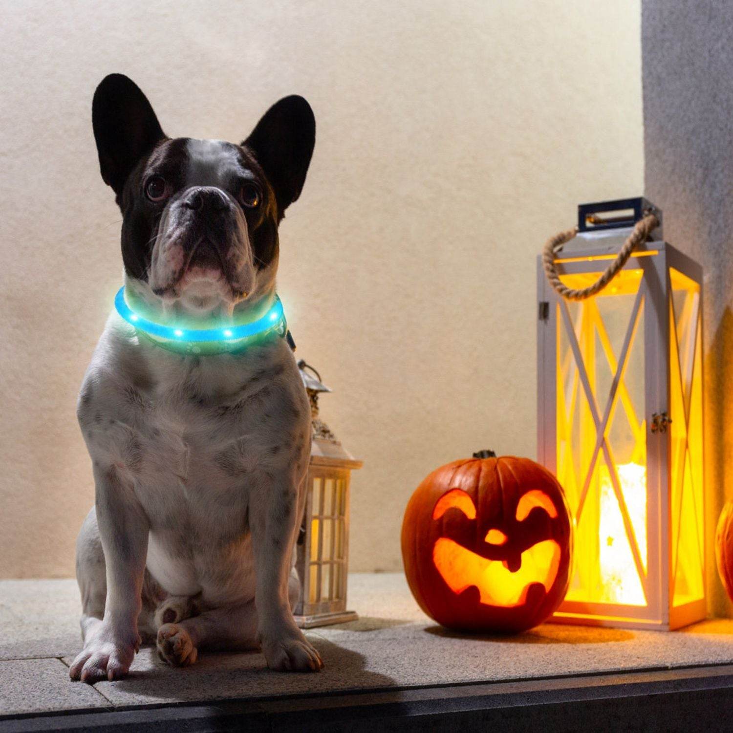 Purrfect Pet Kingdom Rechargeable LED Dog Collar Safety Gear USB Purrfect Pet Kingdom