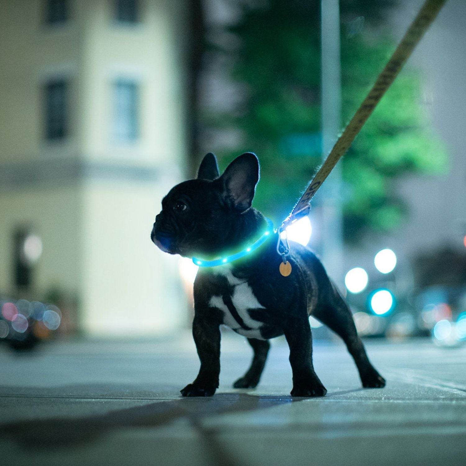 Purrfect Pet Kingdom Rechargeable LED Dog Collar Safety Gear USB Purrfect Pet Kingdom