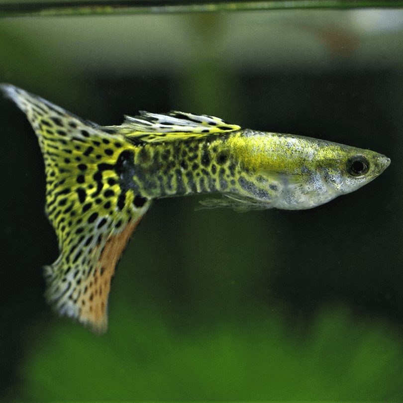 Green Platinum Guppy (1 Pair)