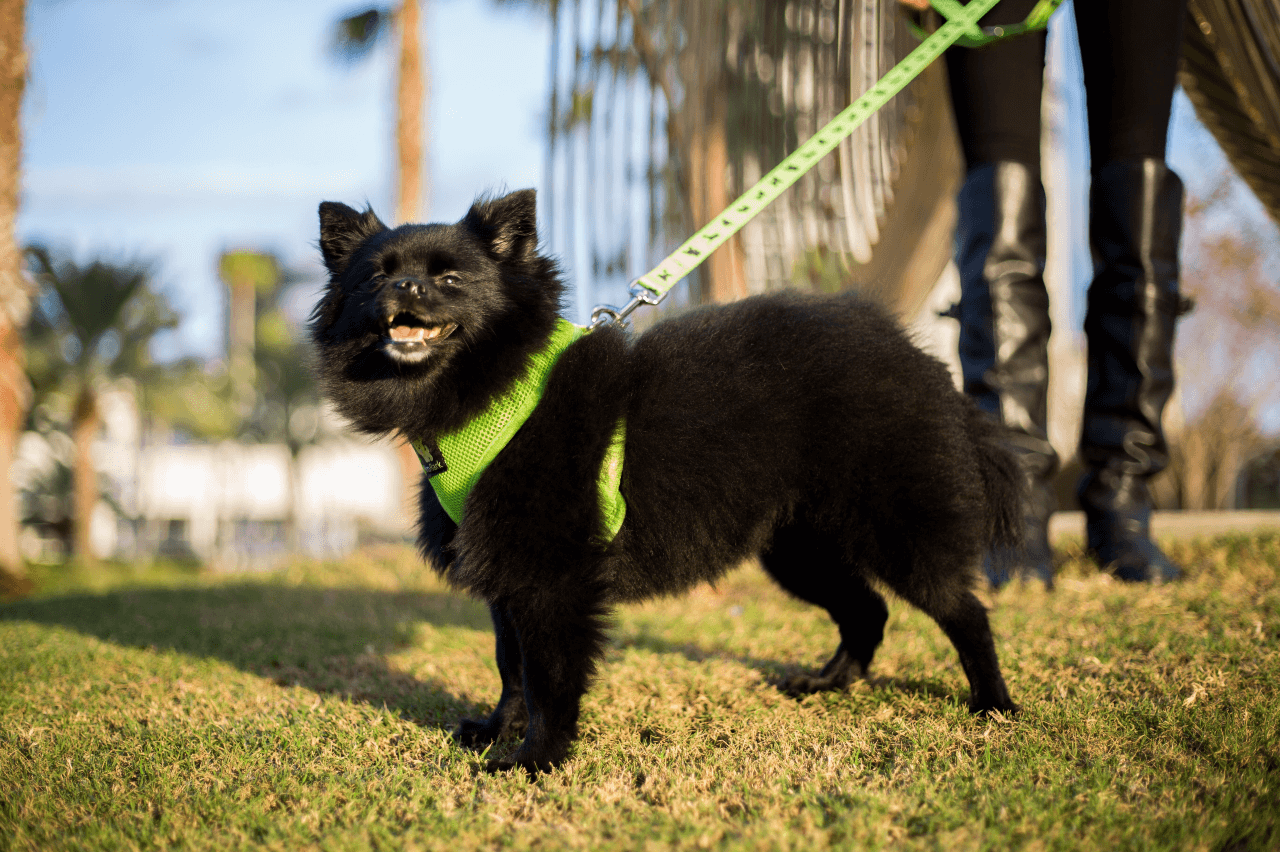 Dog Leash EcoBark Green Leash- Padded Comfort Grip Leash 4ft - lifestyle product image for dog leash
