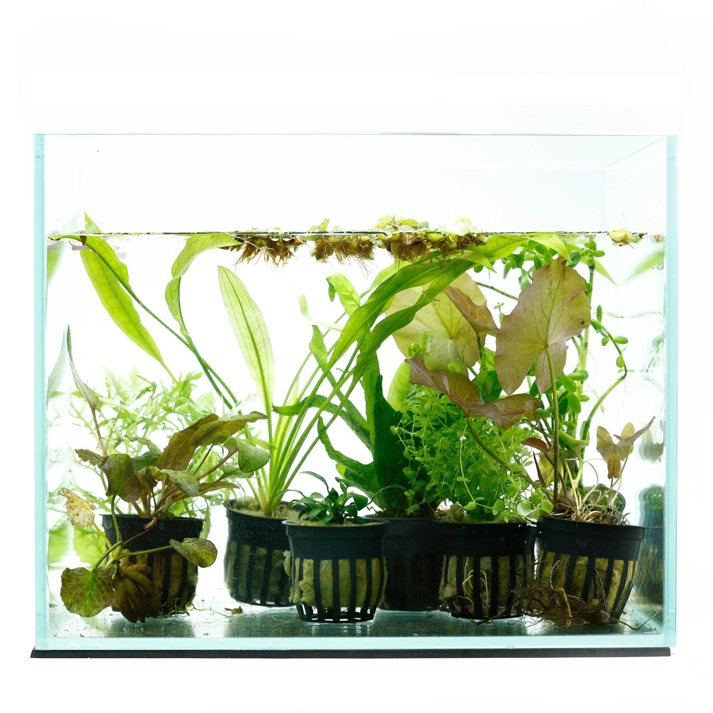 H2O Plants - 12 Plant - Beginner Aquarium Plant Pack - Plants