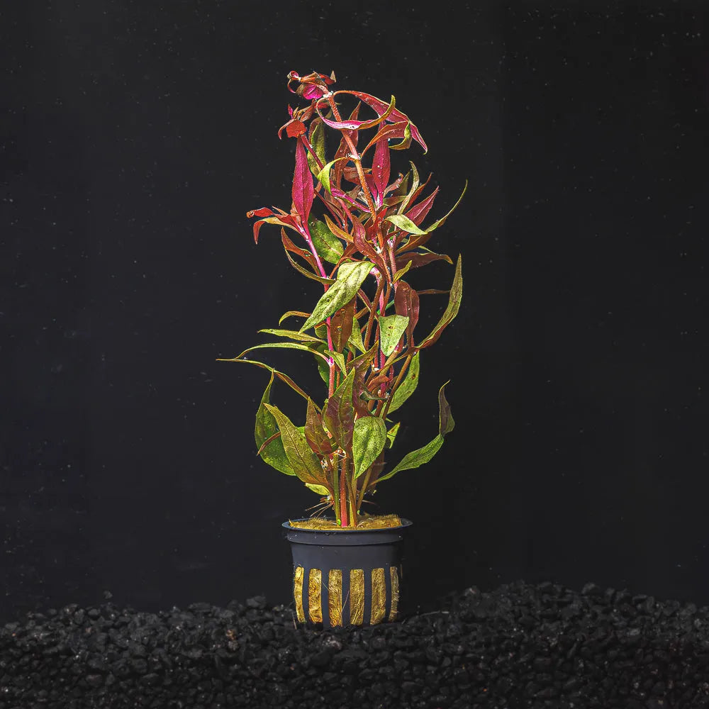 H2O Plants - Alternanthera Reineckii |Scarlet Temple - Plant