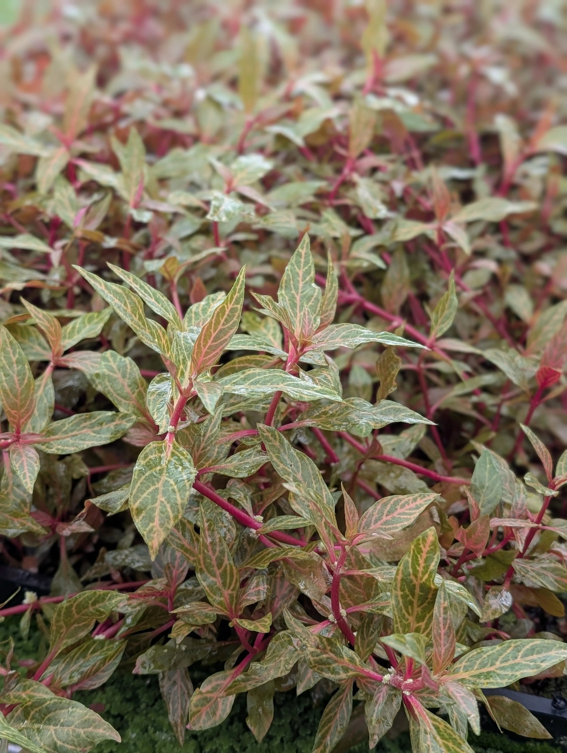 H2O Plants - Alternanthera Rosanervig - Plant