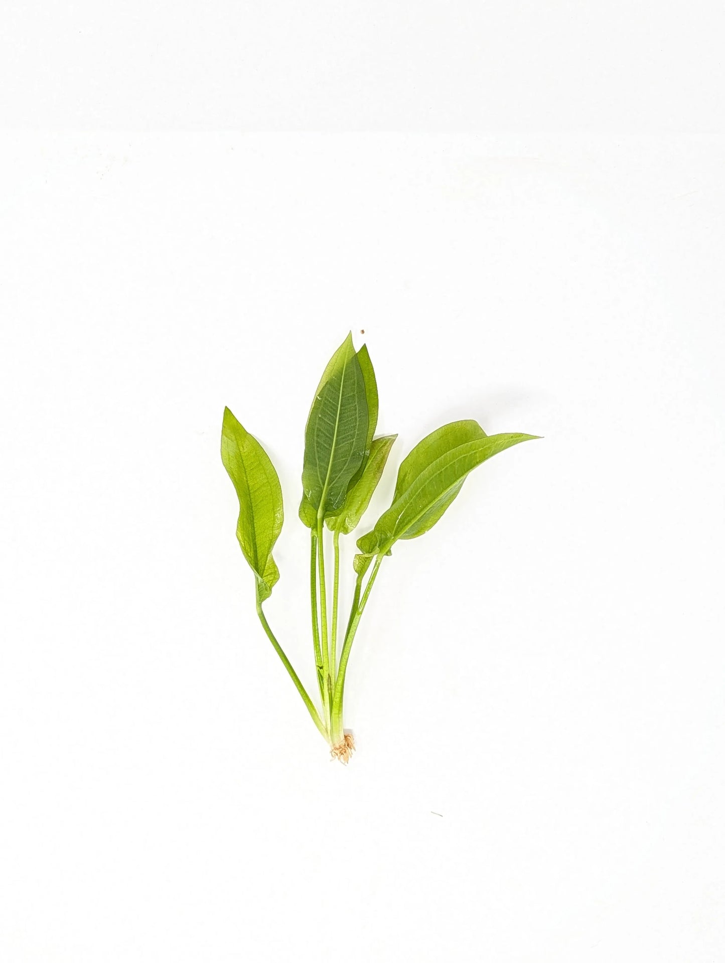 H2O Plants - Amazon Sword | Echinodorus Amazonicus - Plant