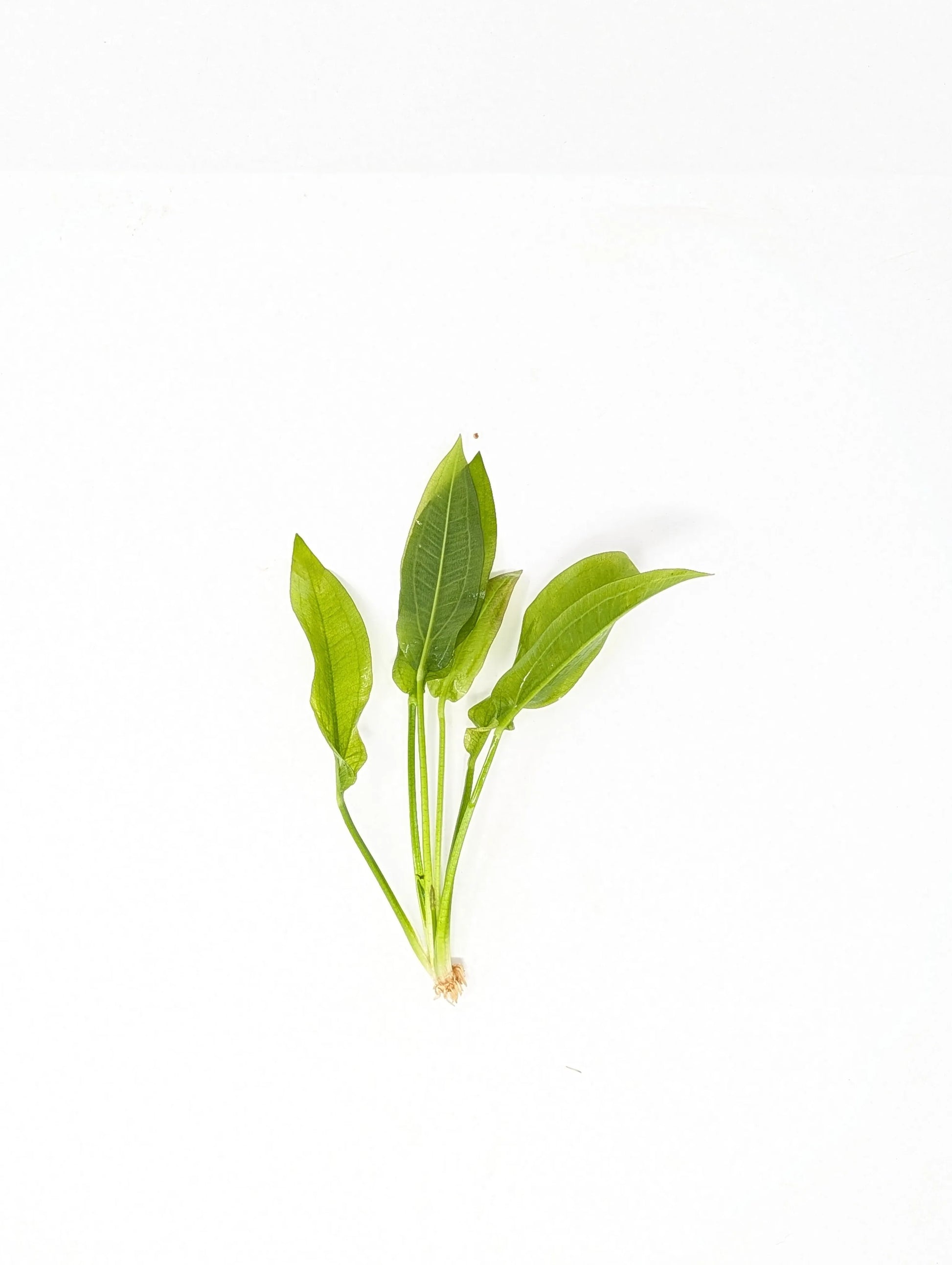 H2O Plants - Amazon Sword | Echinodorus Amazonicus - Plant