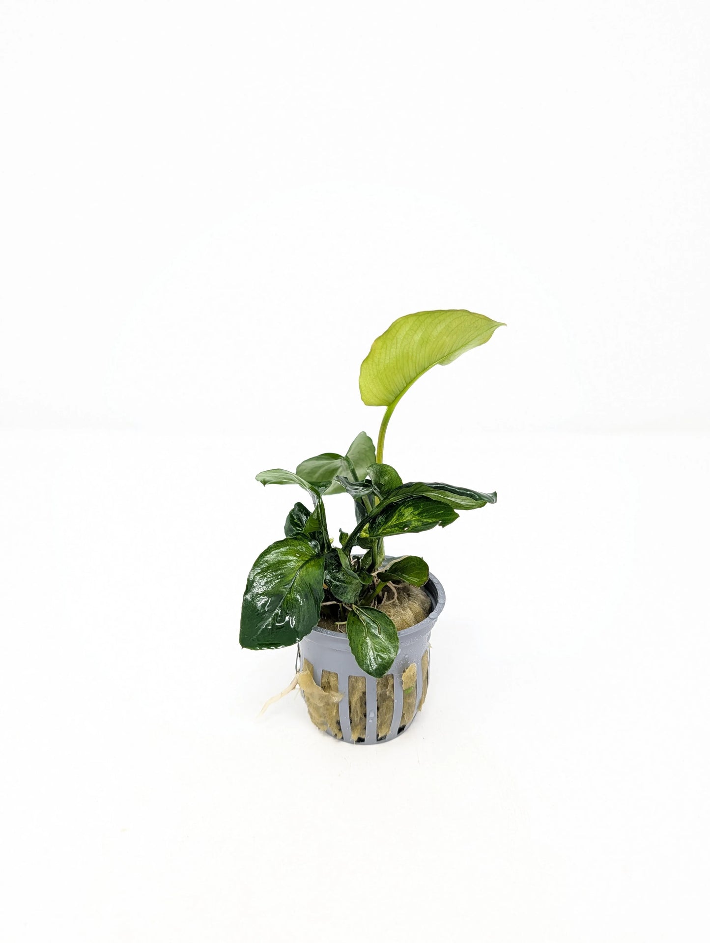 H2O Plants - Anubias Barteri - Plant