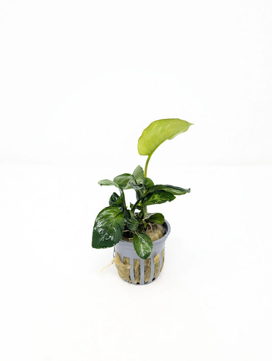 H2O Plants - Anubias Barteri - Plant