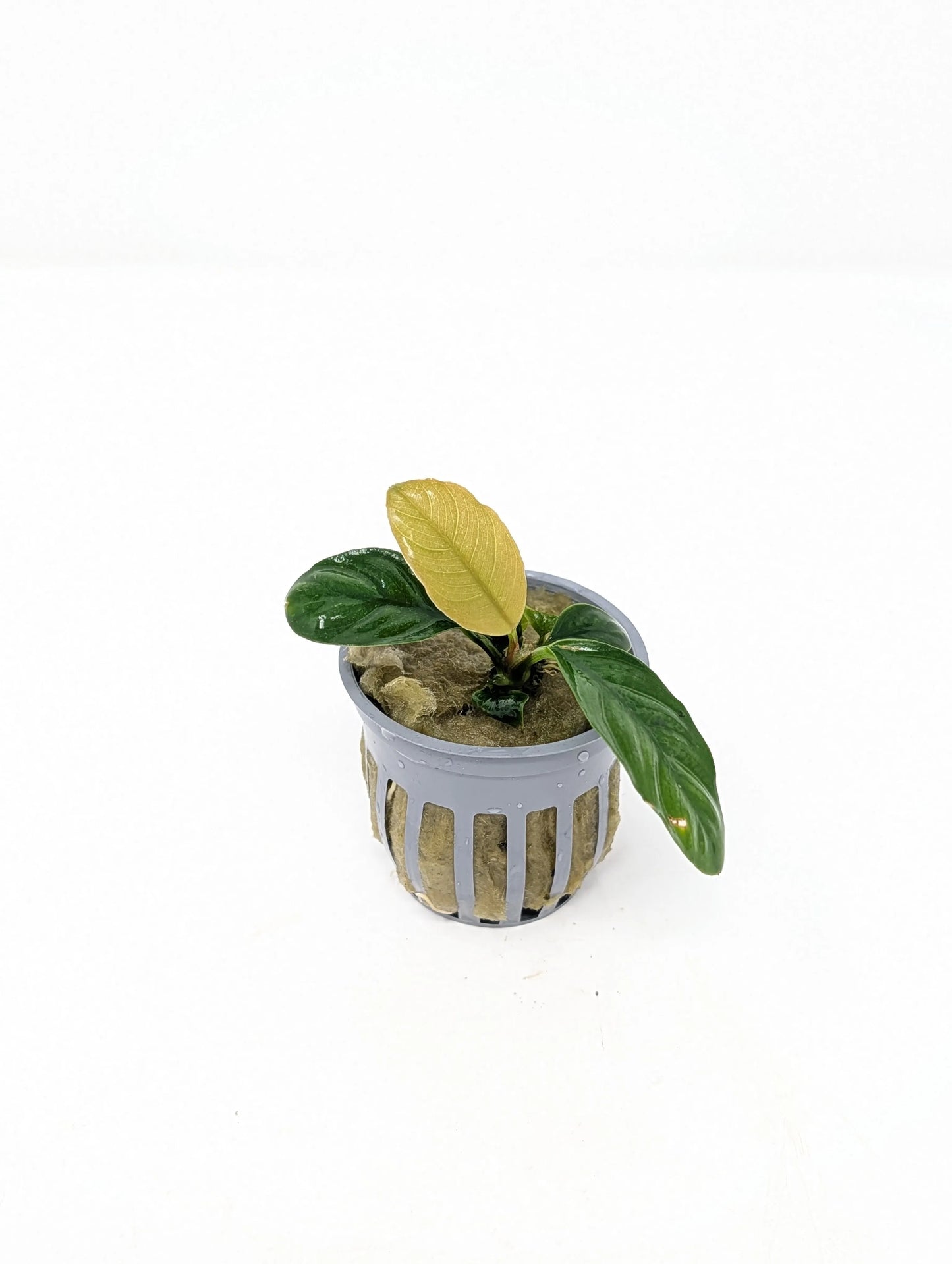 H2O Plants - Anubias Coffeefolia - Plant