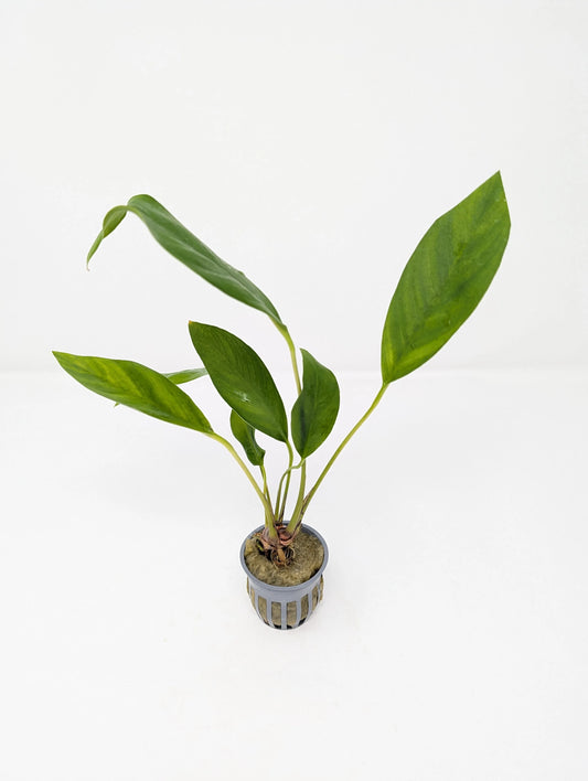 H2O Plants - Anubias Congensis - Plant