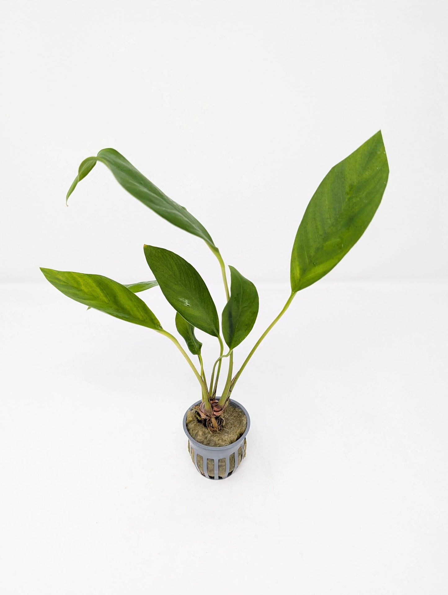 H2O Plants - Anubias Congensis - Plant