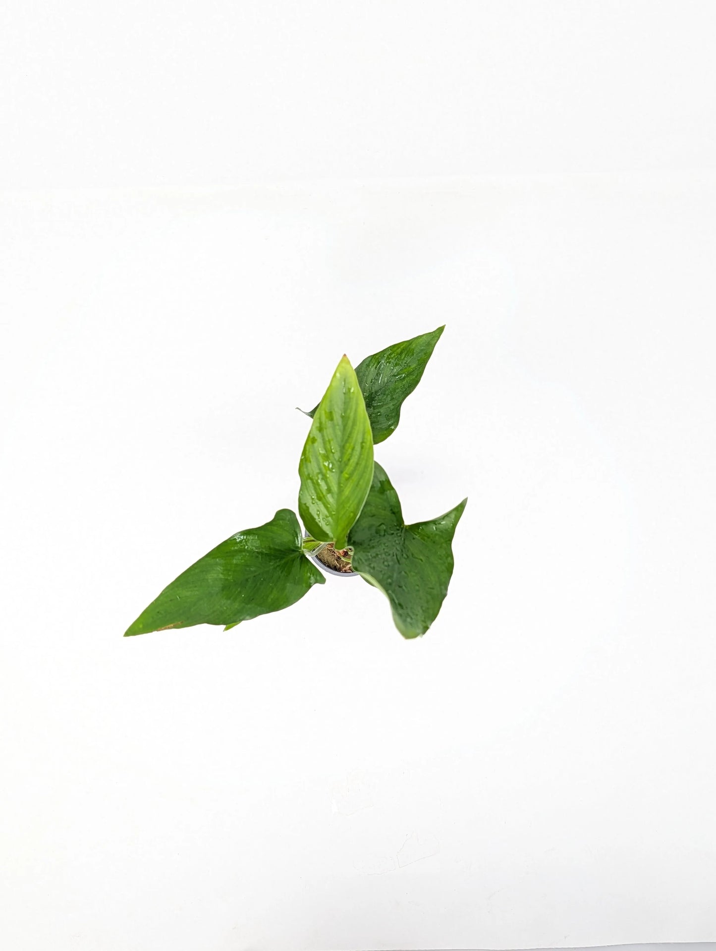 H2O Plants - Anubias Hastifolia - Plant