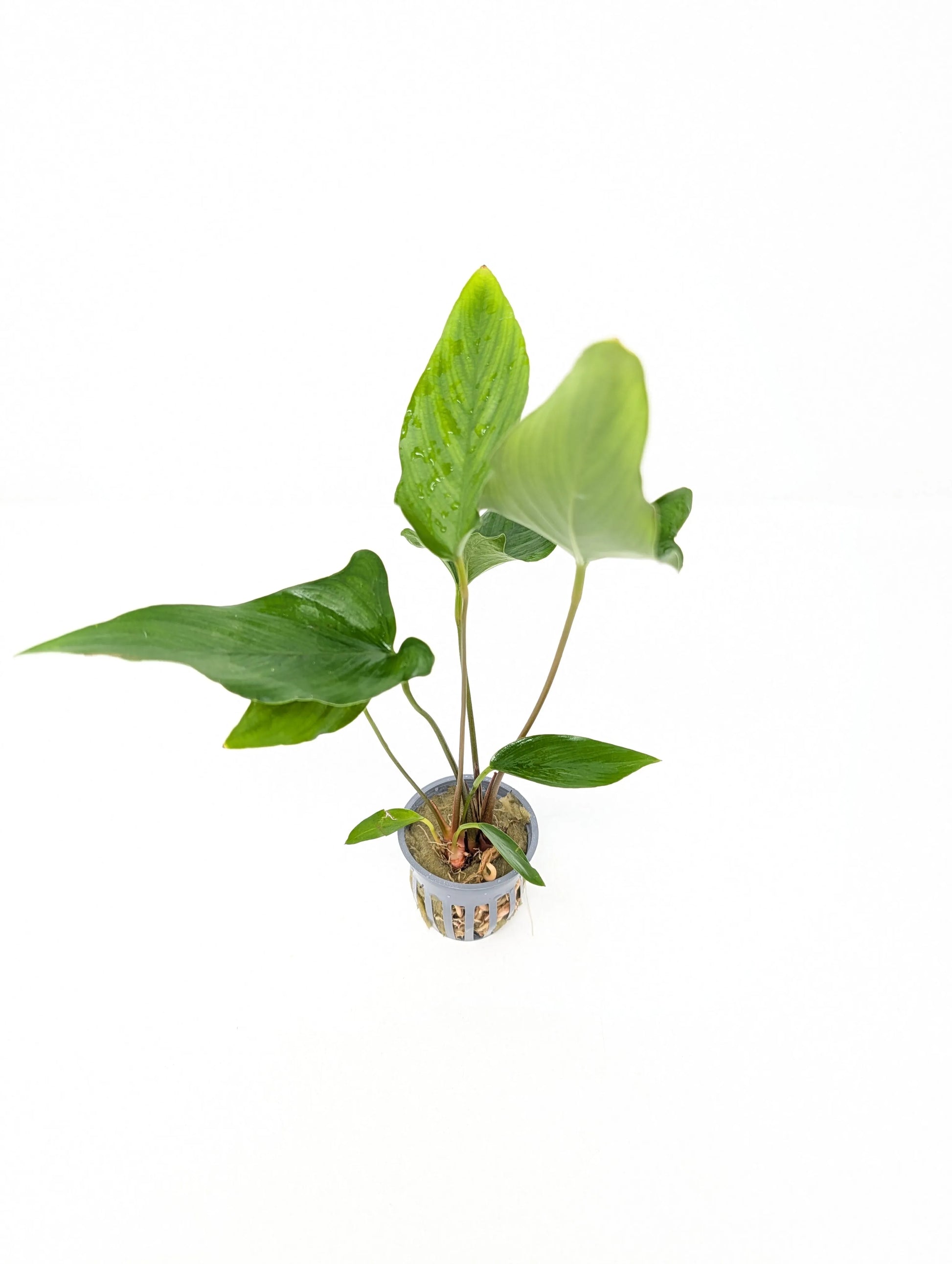 H2O Plants - Anubias Hastifolia - Plant