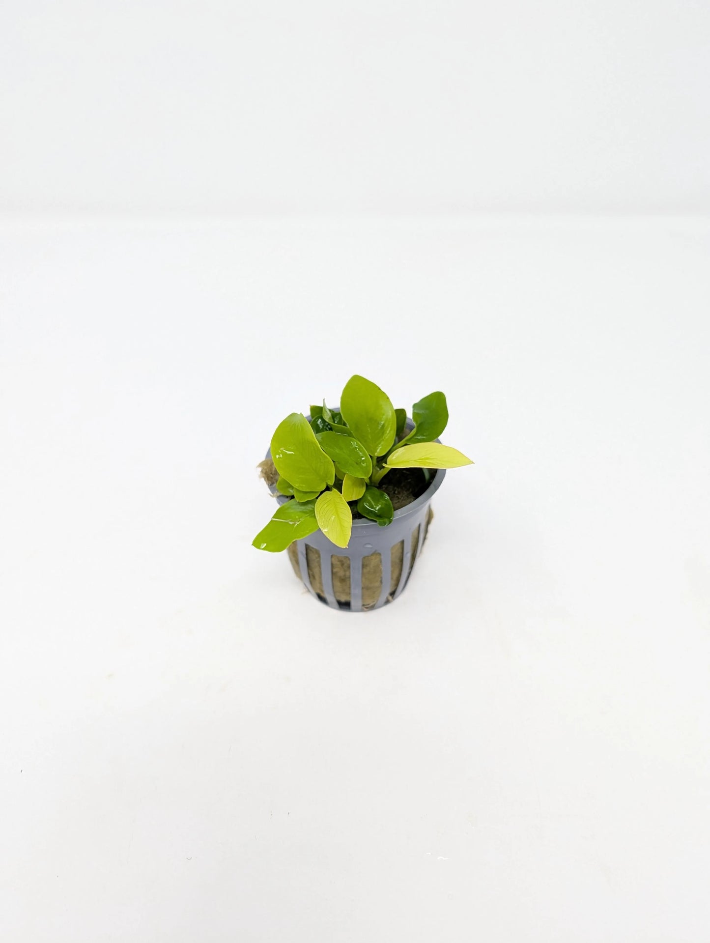 H2O Plants - Anubias Nana Golden - Plant