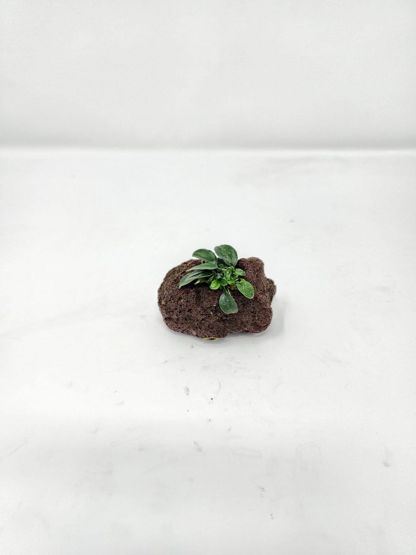 H2O Plants - Anubias Nana Petite on Lava Rock - Plant