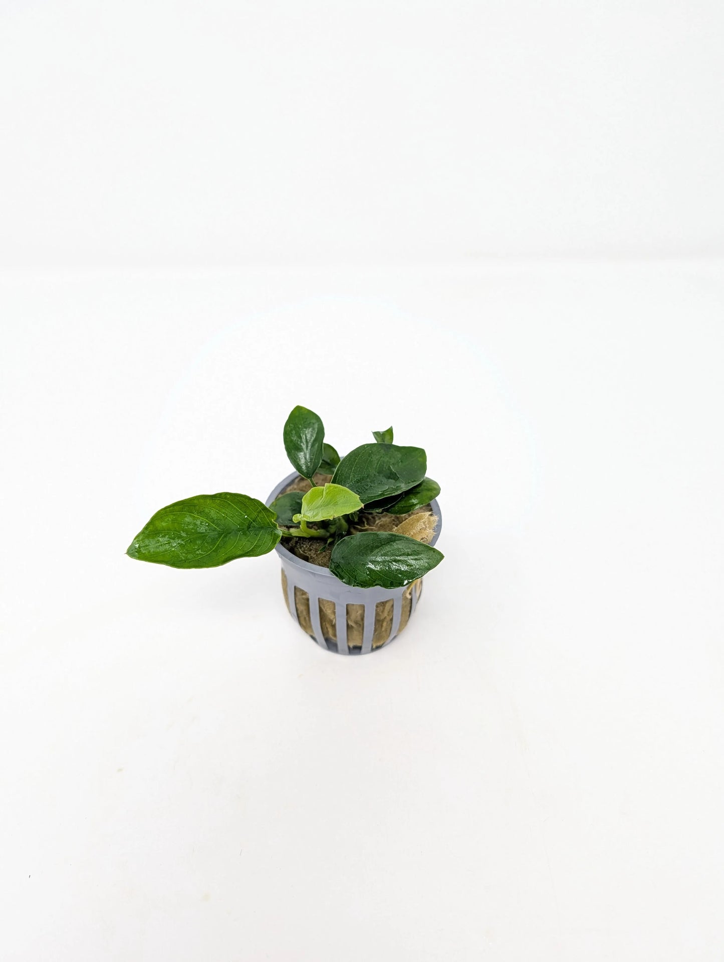 H2O Plants - Anubias Nana - Plant