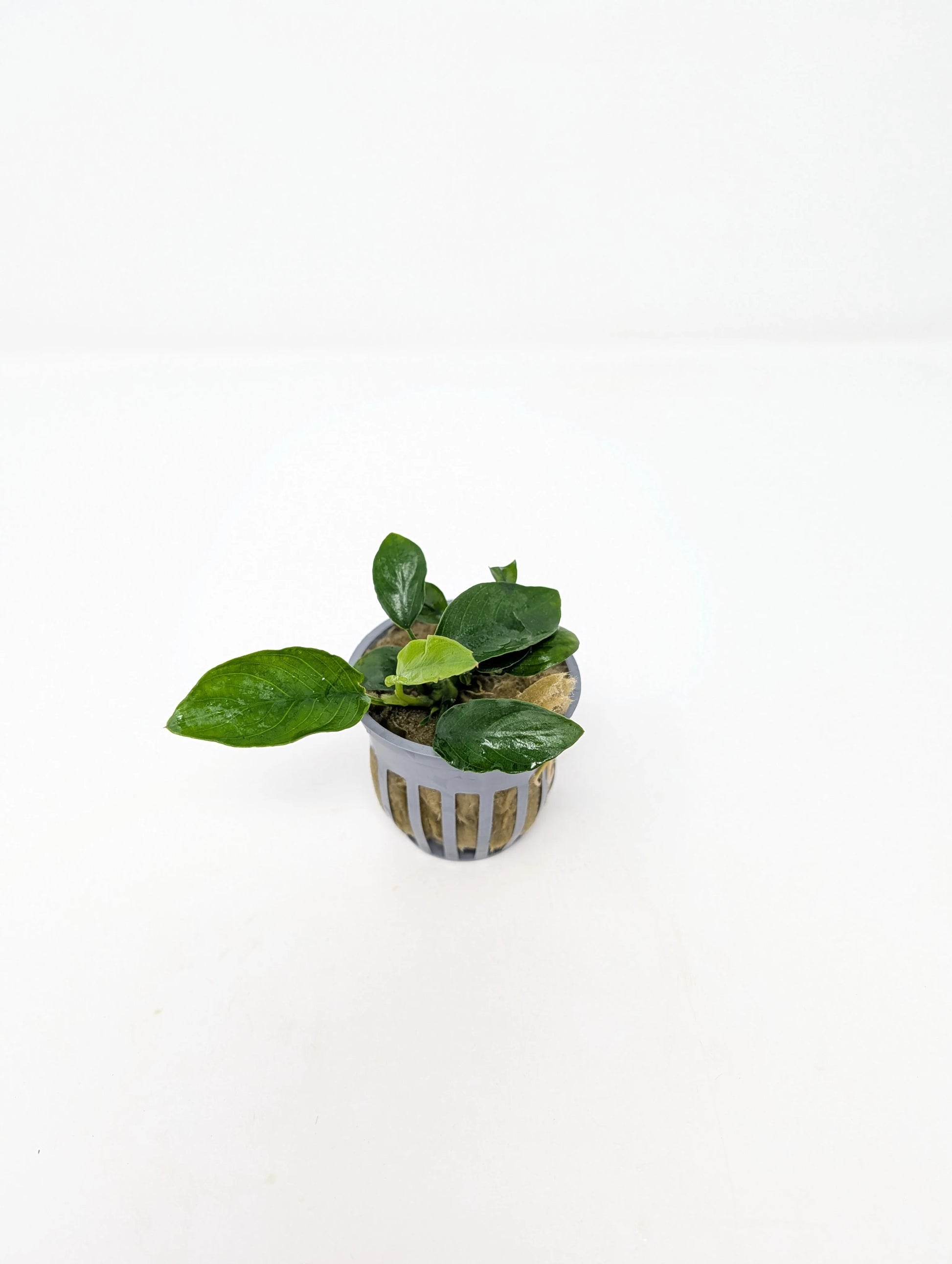 H2O Plants - Anubias Nana - Plant