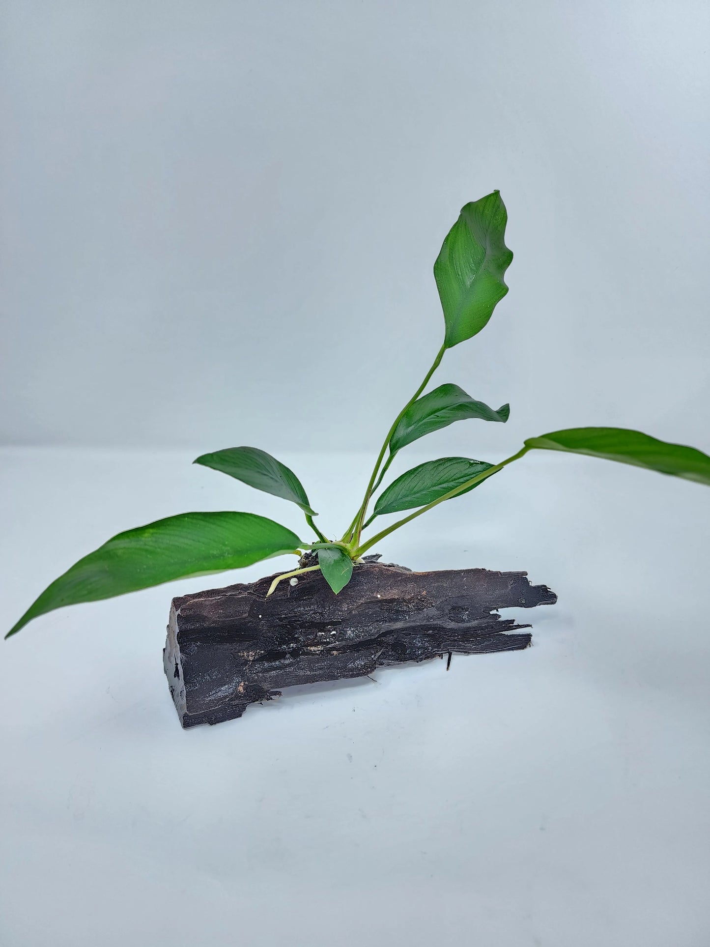 H2O Plants - Anubias on Large Driftwood