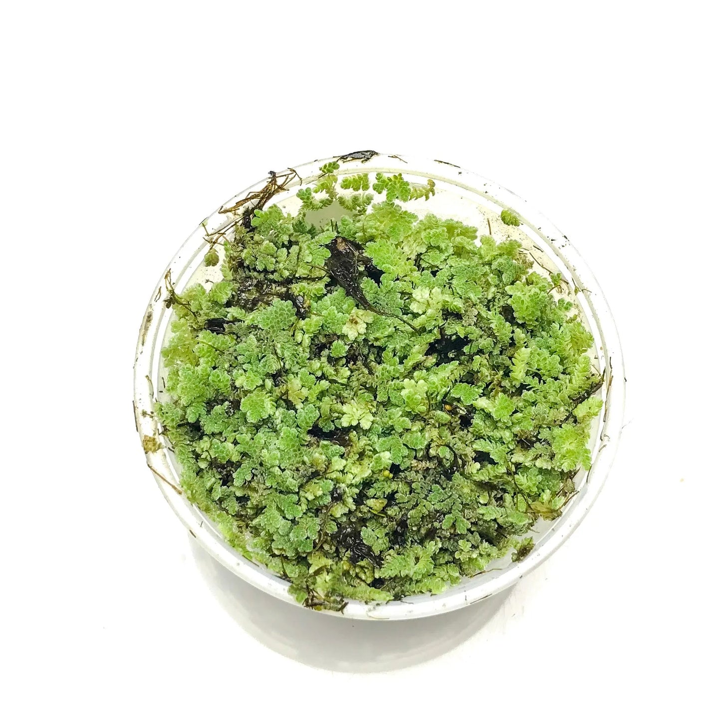 H2O Plants - Azolla Caroliniana - Plant