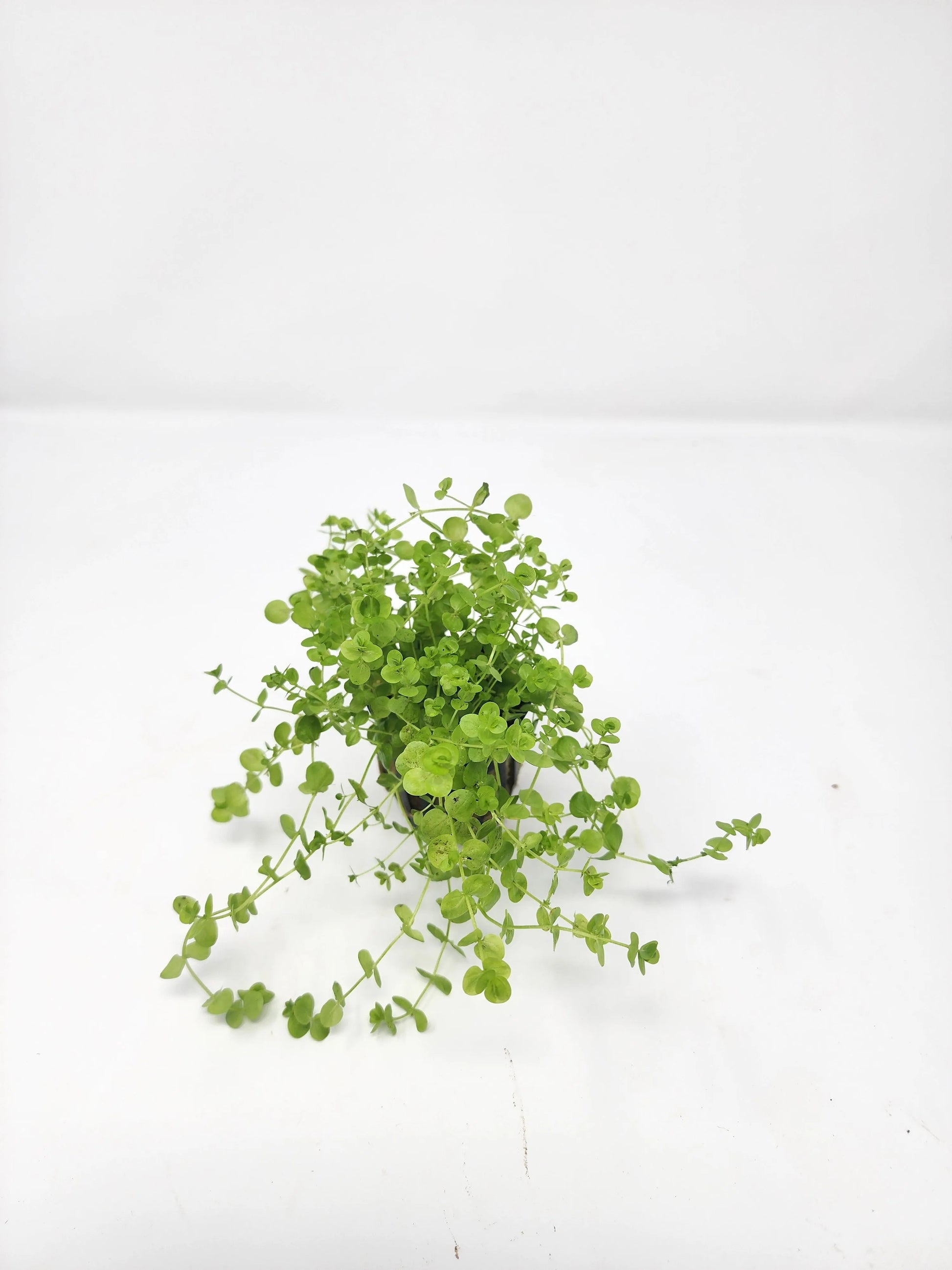 H2O Plants - Baby Tears - Plant