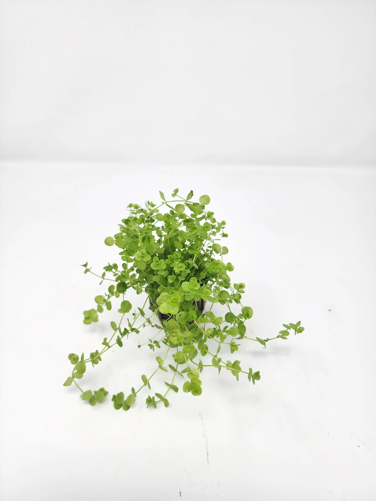 H2O Plants - Baby Tears - Plant