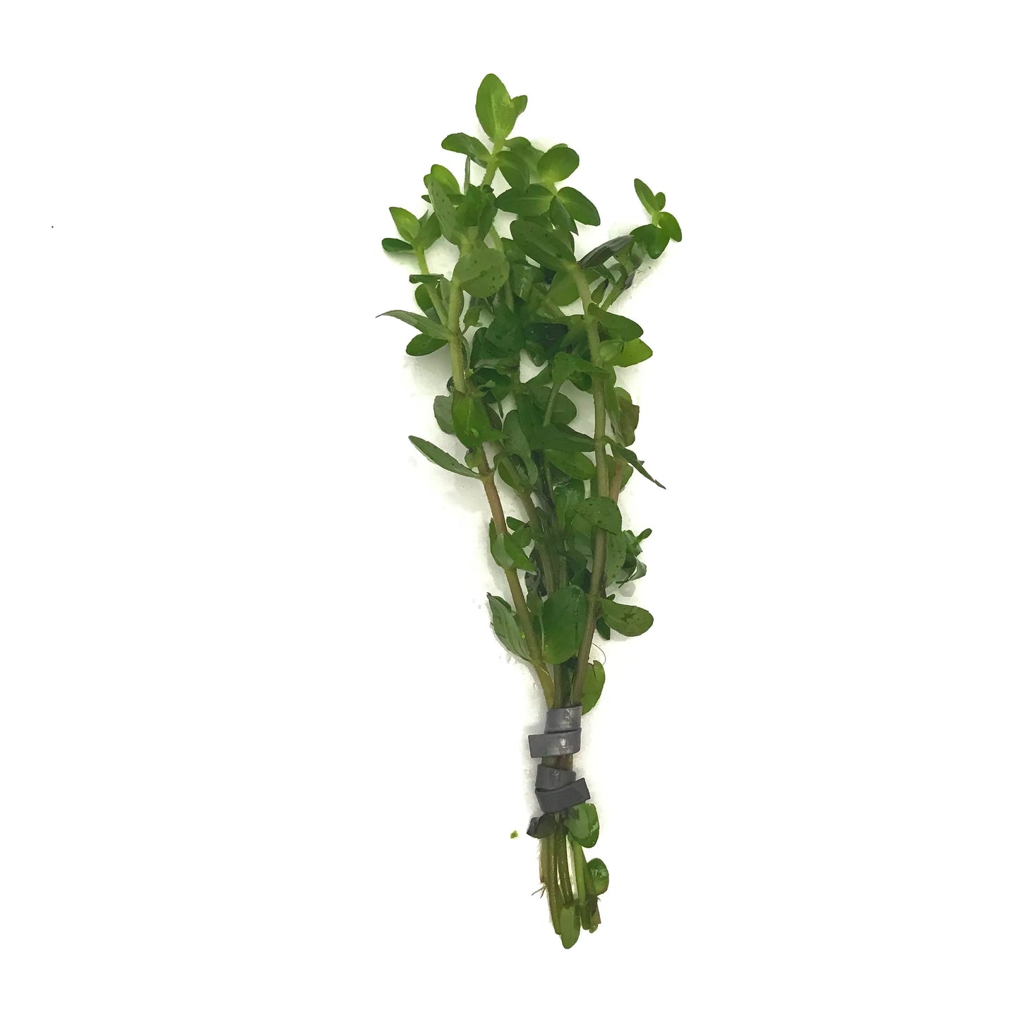 H2O Plants - Bacopa Caroliniana - Plant