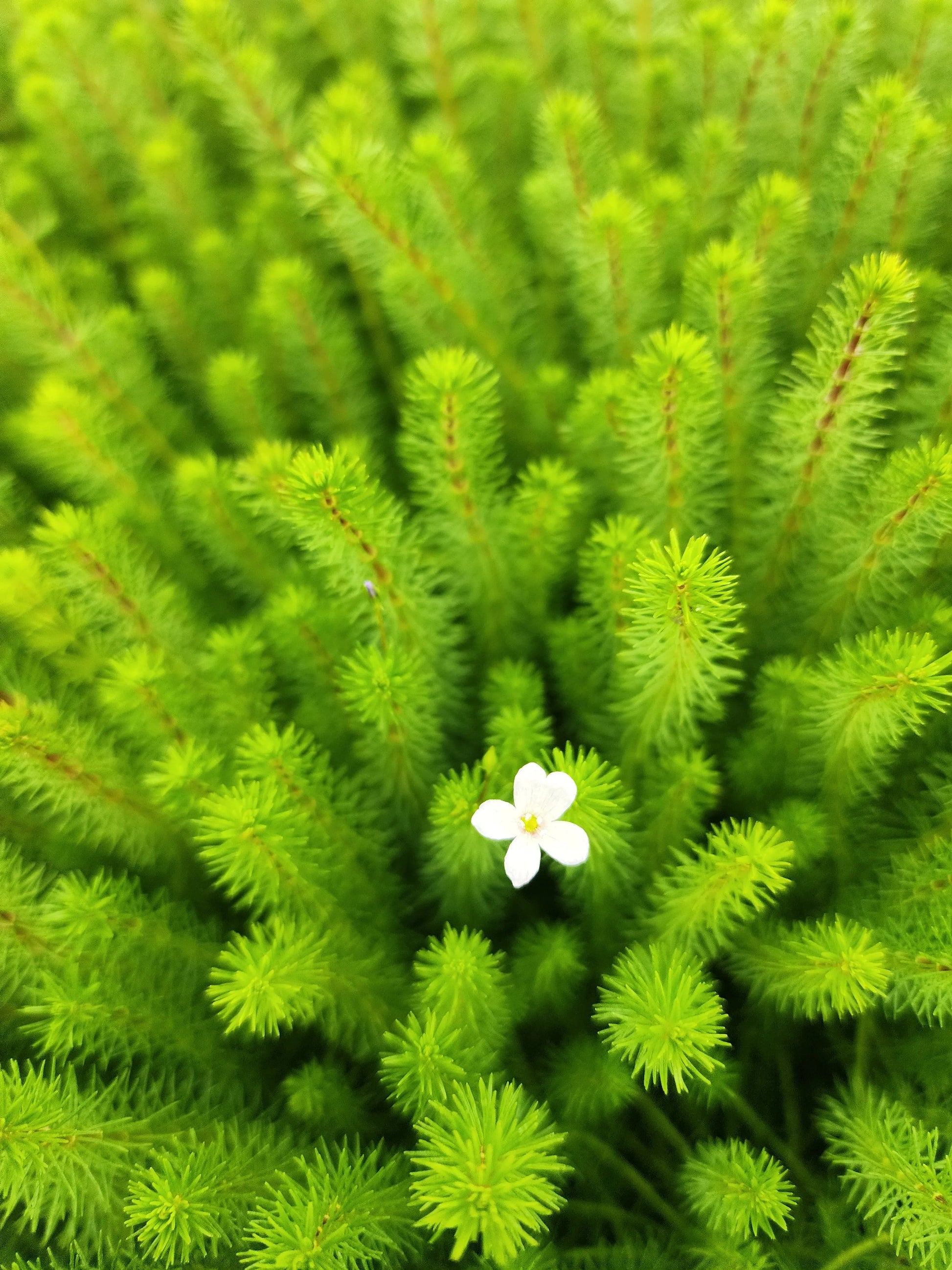 H2O Plants - Bacopa myriophylloides