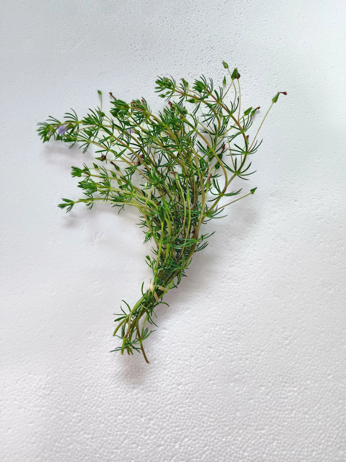 H2O Plants - Bacopa myriophylloides