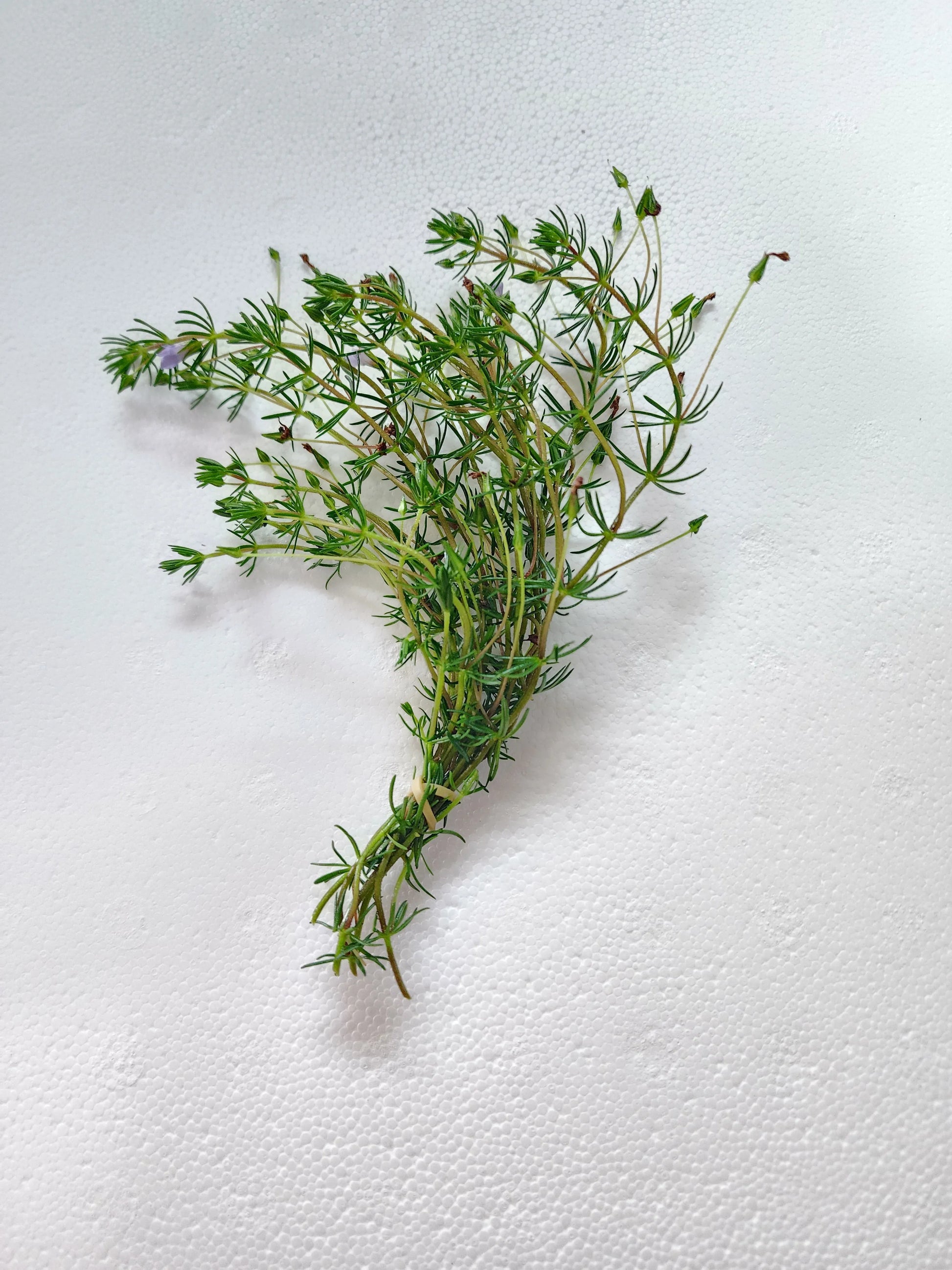 H2O Plants - Bacopa myriophylloides