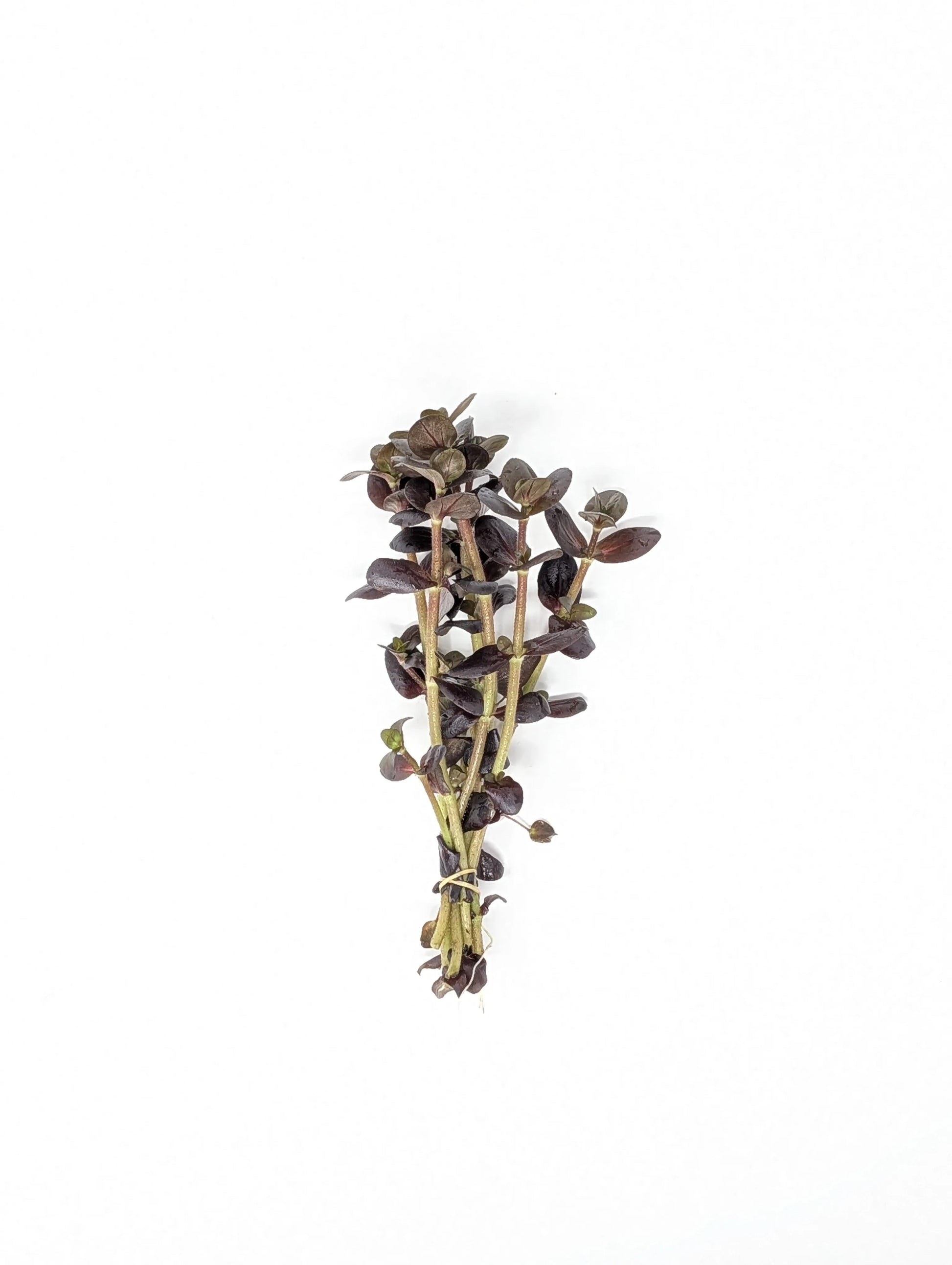 H2O Plants - Bacopa salzmannii 'Purple'