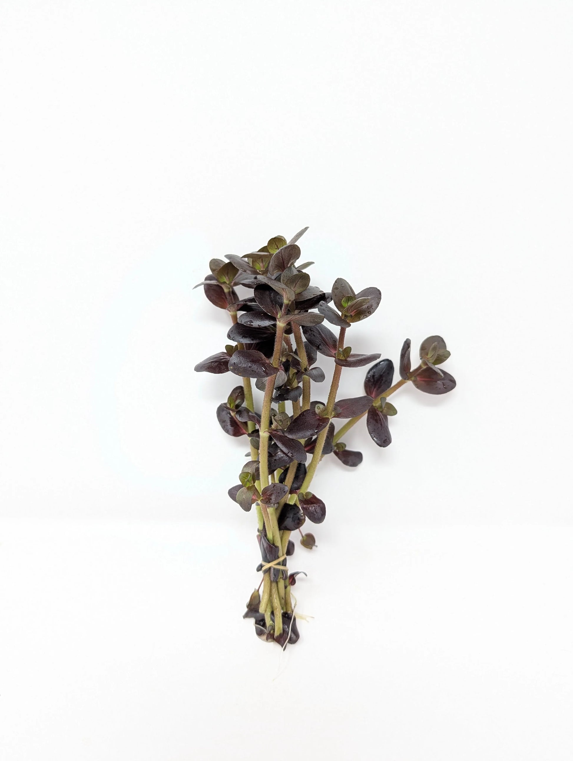 H2O Plants - Bacopa salzmannii 'Purple'