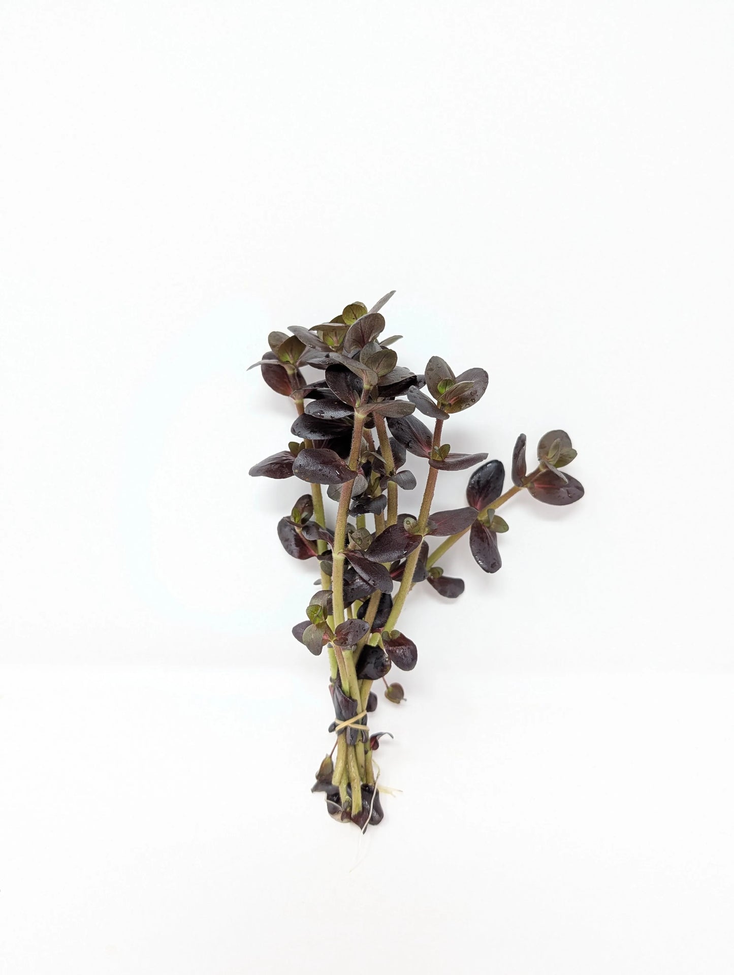 H2O Plants - Bacopa salzmannii 'Purple'