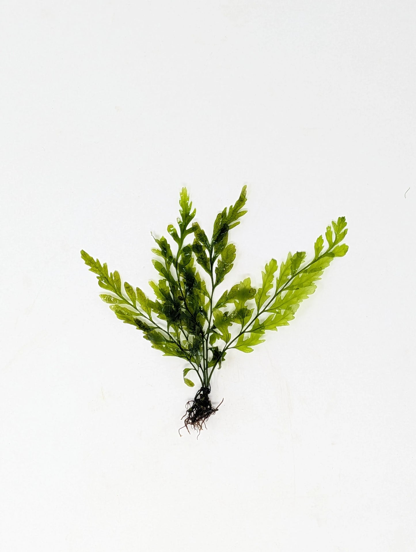 H2O Plants - Bolbitis Heudelotti Narrow Leaf | African Water Fern - Plant