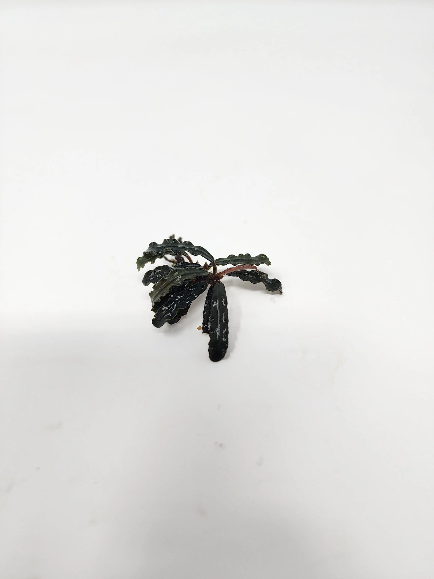 H2O Plants - Bucephalandra Catherinae Dark Carpet - Plant