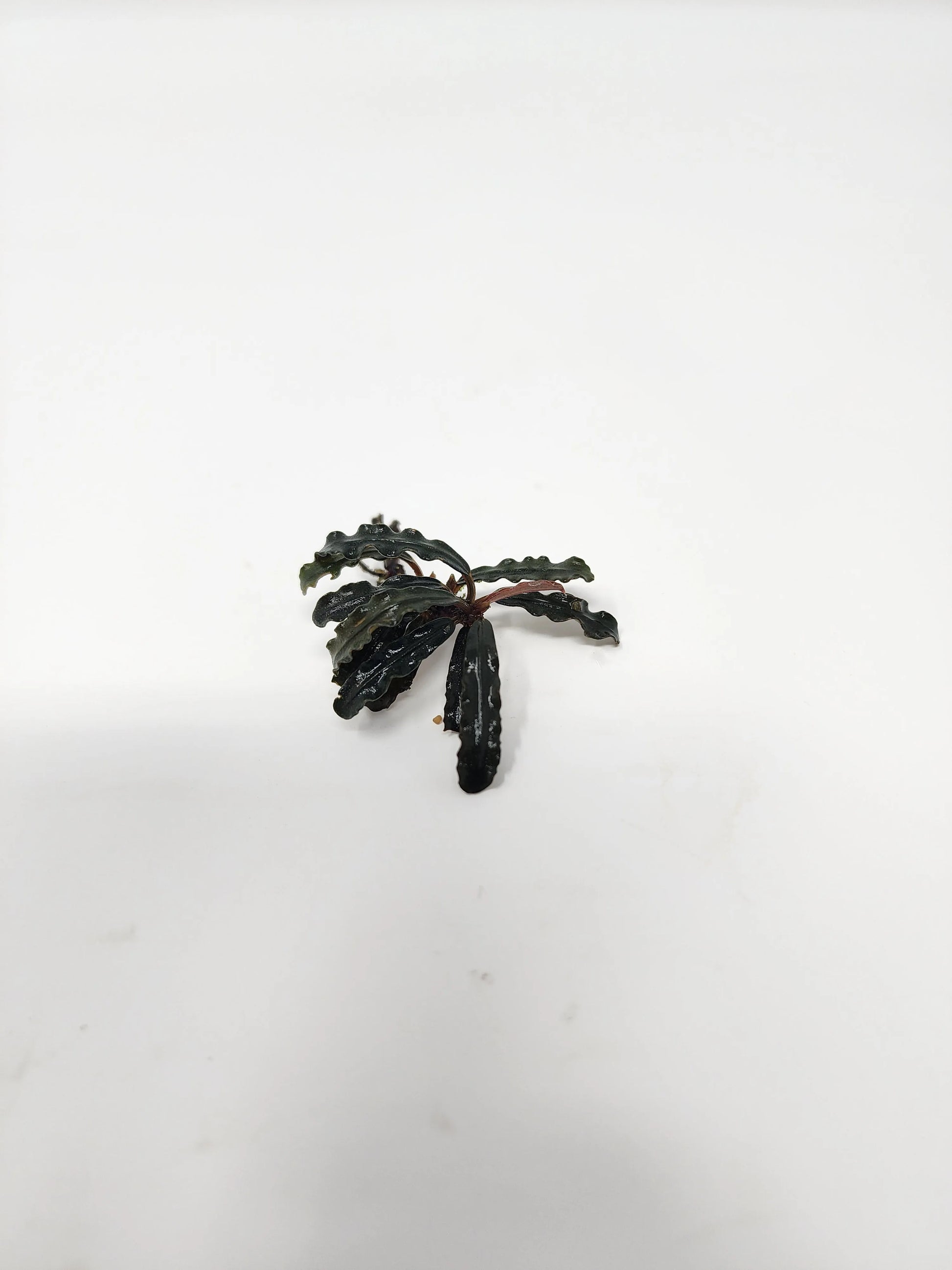 H2O Plants - Bucephalandra Catherinae Dark Carpet - Plant