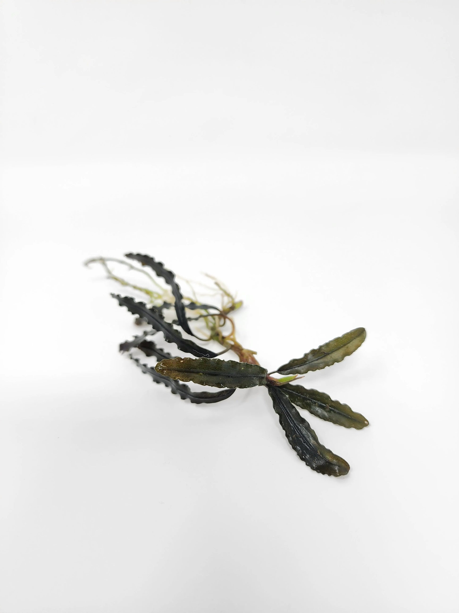 H2O Plants - Bucephalandra Godzilla - Plant