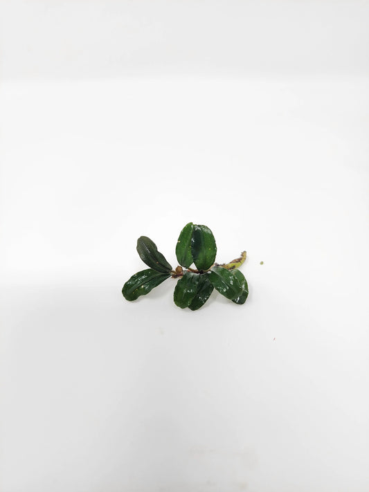 H2O Plants - Bucephalandra Mini Boyan - Plant
