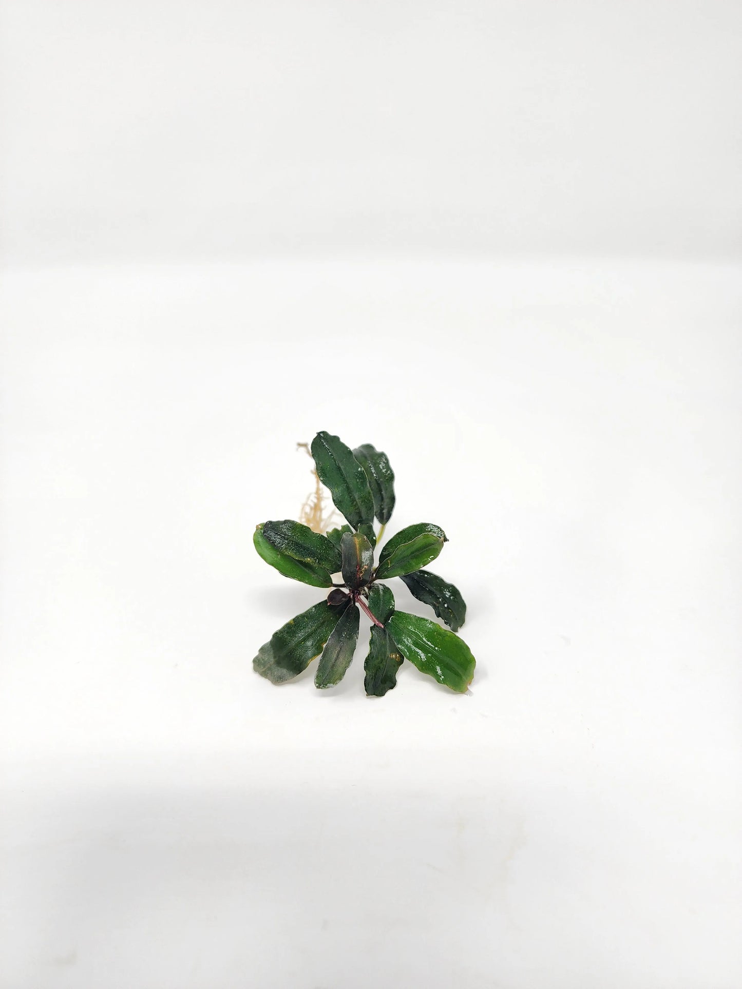 H2O Plants - Bucephalandra Mix (Pack of 3) - Plant