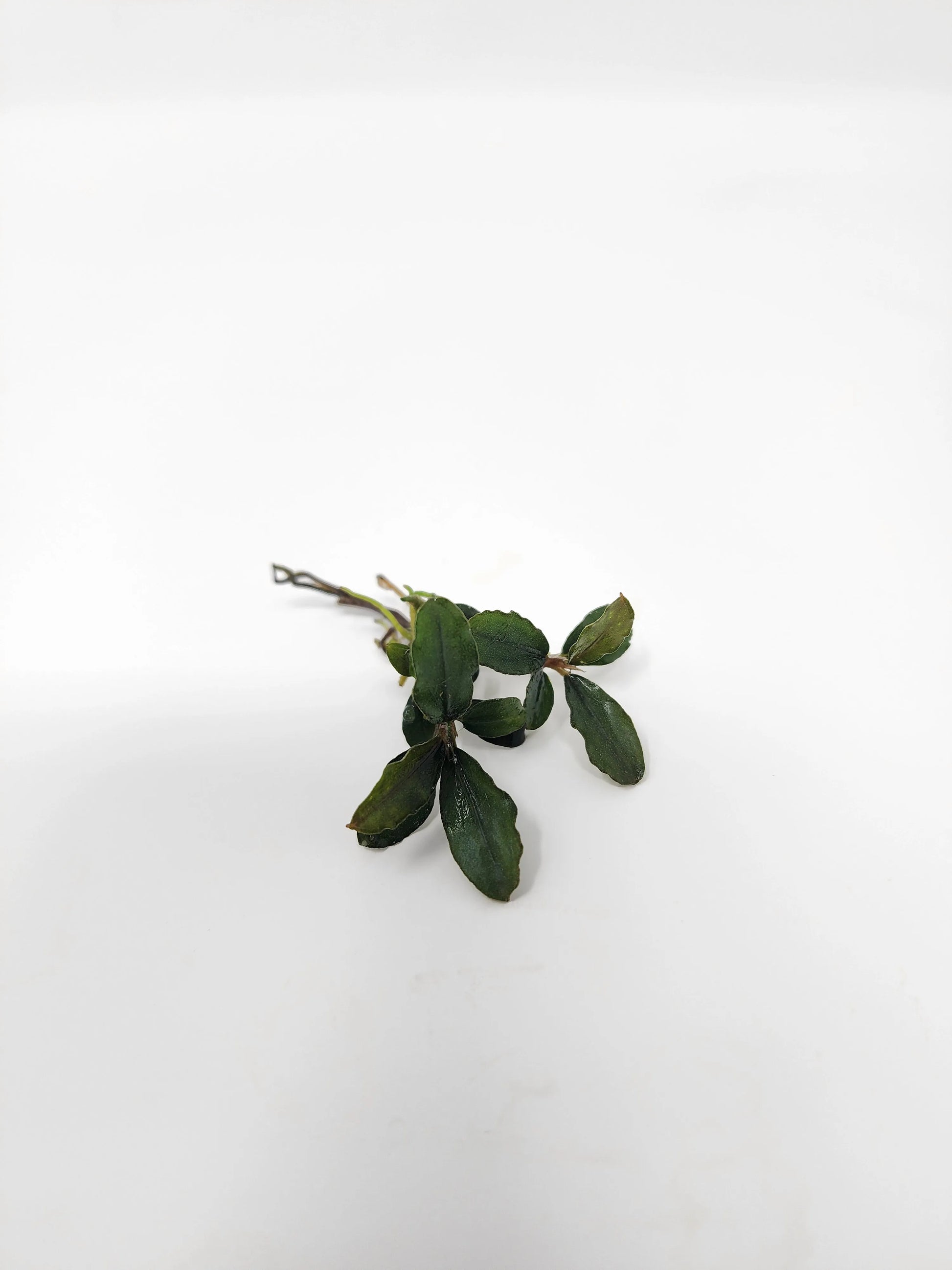 H2O Plants - Bucephalandra Mix (Pack of 5) - Plant